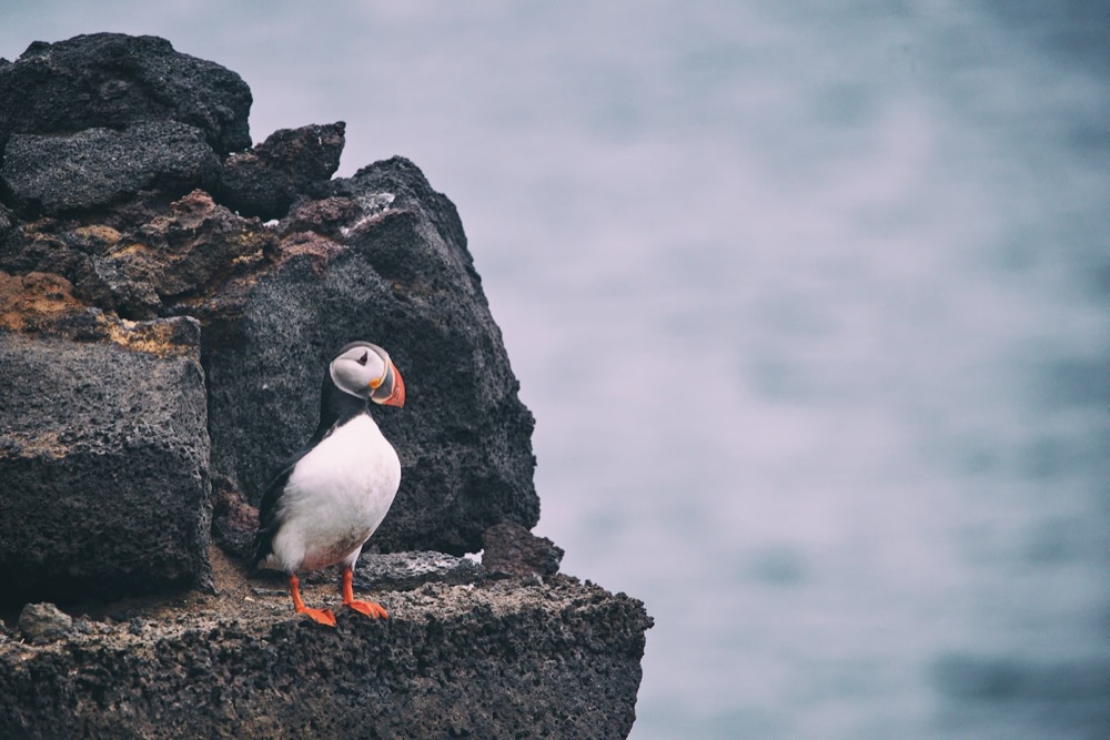 Puffins on a cliff in the Westman Islands
